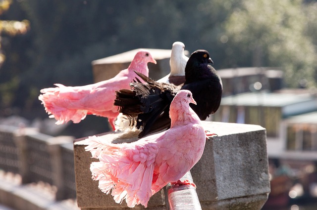 年前一樣 年前一樣