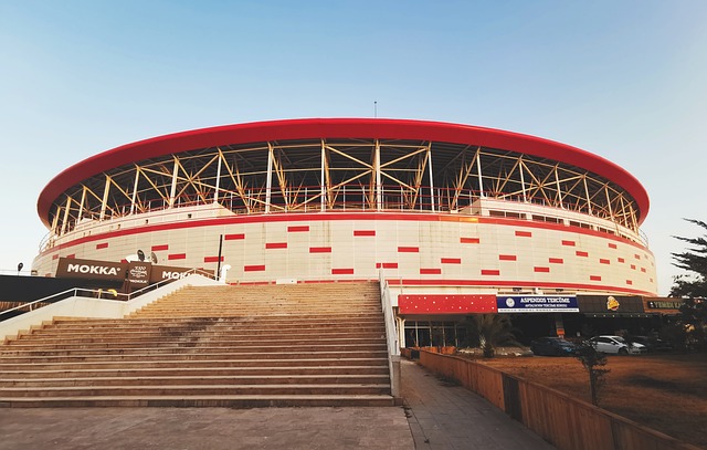 菲斯灰熊正 菲斯灰熊正