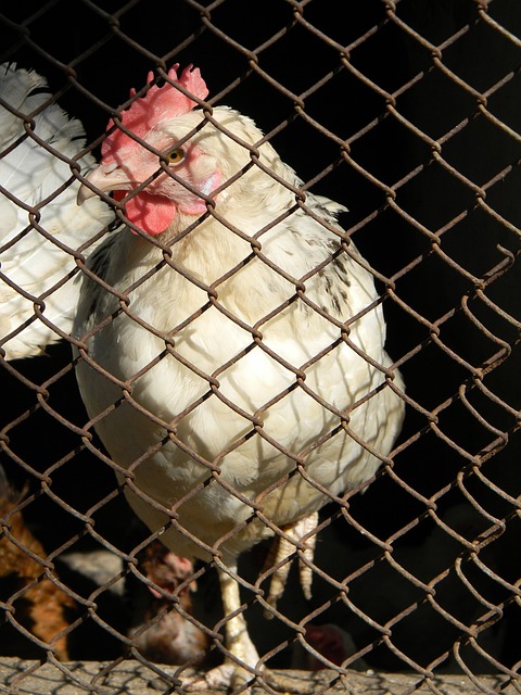 也是本场比 也是本场比